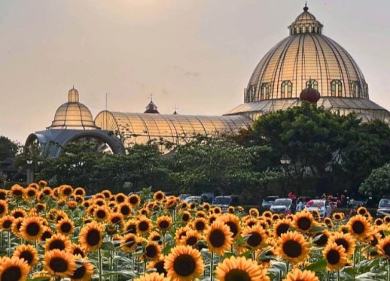 Visit Palazzo Verde S Sunflower Garden Crown Asia